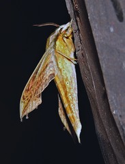 Xylophanes schreiteri