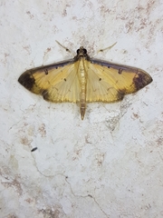 Eulepte