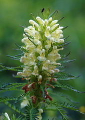 Pedicularis foliosa