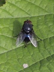 Calliphora vomitoria