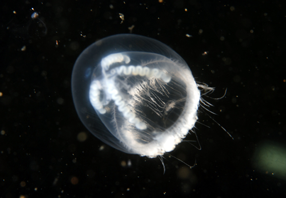 Laodicea undulata