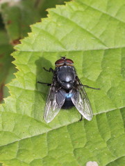 Calliphora vomitoria