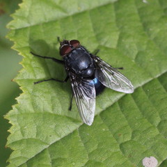 Calliphora vomitoria