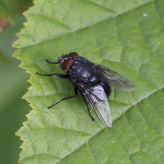 Calliphora vomitoria