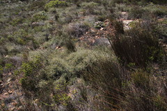 Aspalathus leptocoma