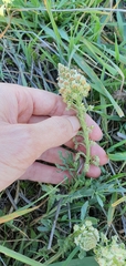 Reseda duriaeana image