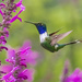 Sparkling-tailed Hummingbird - Photo (c) salomongp, some rights reserved (CC BY-NC)