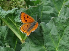 Lycaena violacea