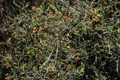 Aspalathus leptocoma