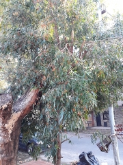 Blepharocalyx salicifolius