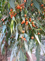 Blepharocalyx salicifolius