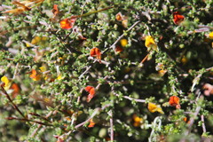 Aspalathus leptocoma