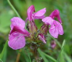 Pedicularis rostratocapitata