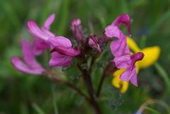 Pedicularis rostratocapitata