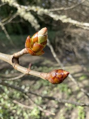 Aesculus