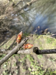 Aesculus