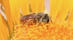 Andrena balsamorhizae