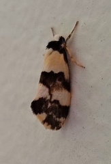 Philenora irregularis