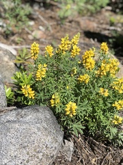 Lupinus luteolus