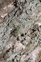 Usnea hirta