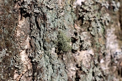 Usnea hirta