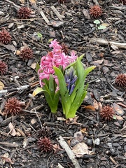 Hyacinthus