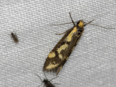 Palimmeces poecilella