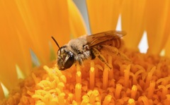 Andrena balsamorhizae