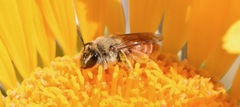 Andrena balsamorhizae