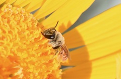 Andrena balsamorhizae