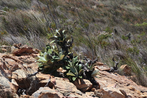 Image of Oldenburgia papionum by (c) Tony Rebelo, some rights reserved (CC BY-SA)