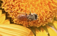 Andrena balsamorhizae