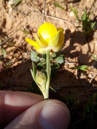 Ranunculus paludosus image