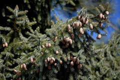 Picea glehnii