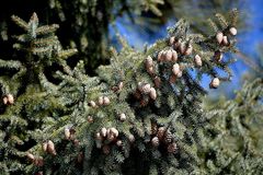 Picea glehnii