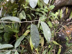 Piptocarpha tetrantha