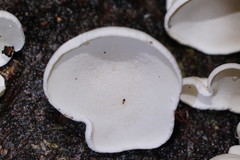 Gloeoporus phlebophorus