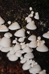 Gloeoporus phlebophorus