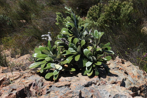 Image of Oldenburgia papionum by (c) Tony Rebelo, some rights reserved (CC BY-SA)