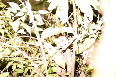 Didelphis pernigra