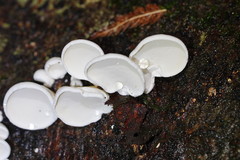Gloeoporus phlebophorus