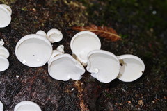 Gloeoporus phlebophorus