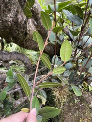 Micropholis garciniifolia