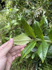 Lasianthus lanceolatus