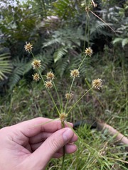 Rhynchospora holoschoenoides