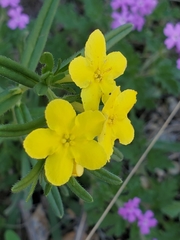 Lithospermum mirabile