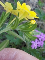 Lithospermum mirabile