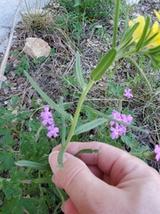 Lithospermum mirabile