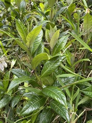 Lasianthus lanceolatus
