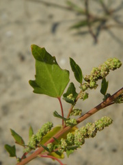 Chenopodium acerifolium